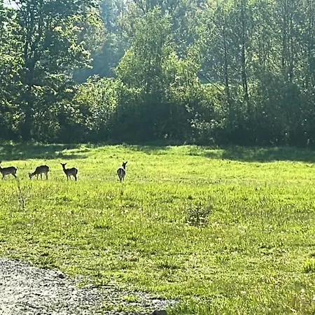 Lesny Park Polanica شقة شتيتنا