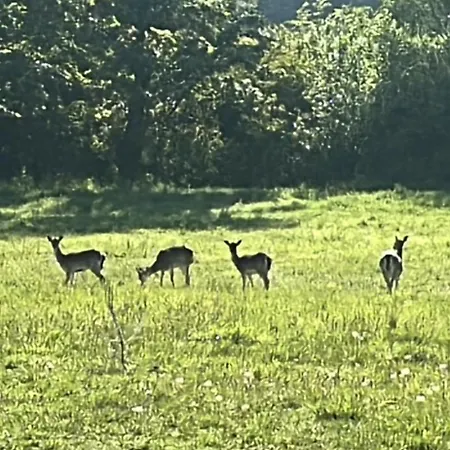 아파트 Lesny Park Polanica 슈차이트나