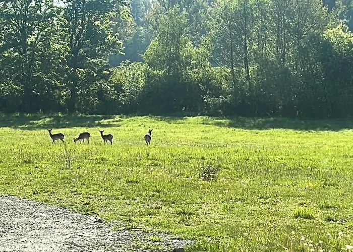 Lesny Park Polanica Appartamento Szczytna