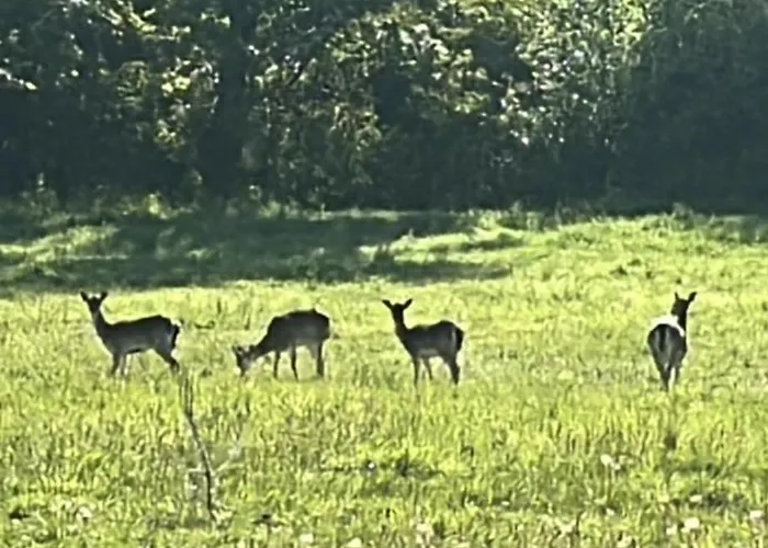 Appartamento Lesny Park Polanica Szczytna